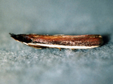 Maliarpha concinnella